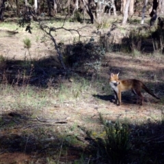 Vulpes vulpes (Red Fox) at Majura, ACT - 29 Nov 2017 by SilkeSma