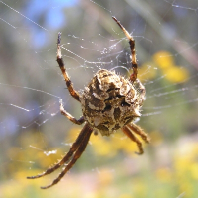 Backobourkia sp. (genus) (An orb weaver) at Mount Taylor - 29 Nov 2017 by MatthewFrawley