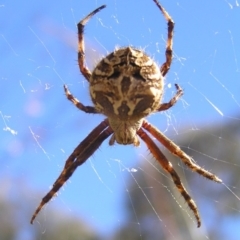 Backobourkia sp. (genus) at Kambah, ACT - 30 Nov 2017 10:39 AM