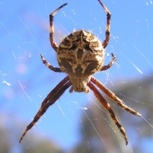 Backobourkia sp. (genus) at Kambah, ACT - 30 Nov 2017 10:39 AM