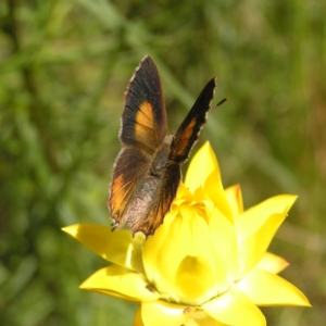 Paralucia pyrodiscus at Kambah, ACT - suppressed