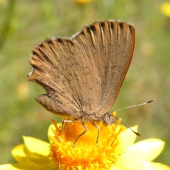 Paralucia pyrodiscus at Kambah, ACT - suppressed