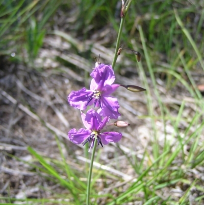 Arthropodium fimbriatum (Nodding Chocolate Lily) at Kambah, ACT - 30 Nov 2017 by MatthewFrawley
