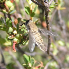 Trichophthalma punctata (Tangle-vein fly) at Mount Taylor - 29 Nov 2017 by MatthewFrawley