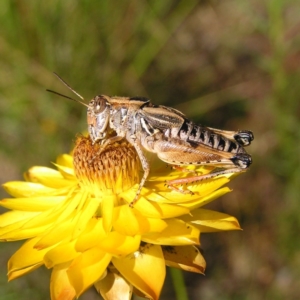 Brachyexarna lobipennis at Kambah, ACT - 30 Nov 2017