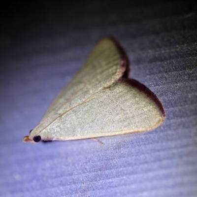 Ocrasa acerasta (A Pyralid moth) at O'Connor, ACT - 29 Nov 2017 by ibaird