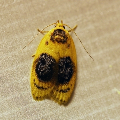 Garrha ocellifera (A concealer moth) at O'Connor, ACT - 29 Nov 2017 by ibaird