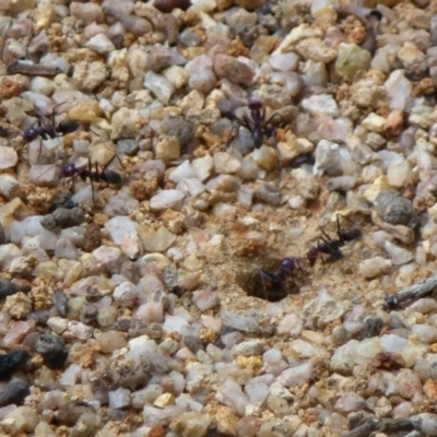 Iridomyrmex purpureus (Meat Ant) at Paddys River, ACT - 2 Nov 2011 by Christine