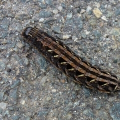 Unidentified at Paddys River, ACT - 1 Nov 2011 by Christine