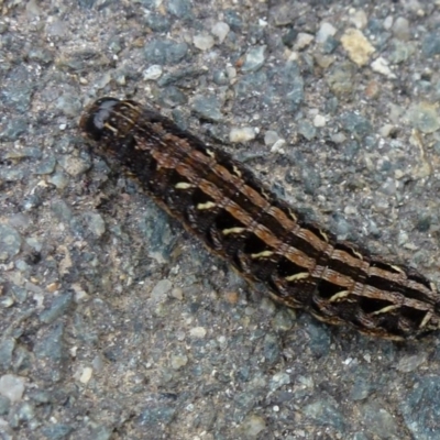 Unidentified at Tidbinbilla Nature Reserve - 1 Nov 2011 by Christine