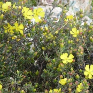 Hibbertia obtusifolia at Paddys River, ACT - 2 Nov 2011