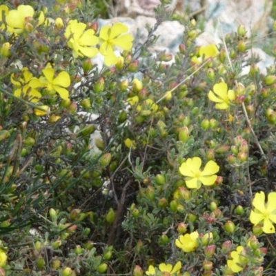 Hibbertia obtusifolia (Grey Guinea-flower) at Tidbinbilla Nature Reserve - 1 Nov 2011 by Christine