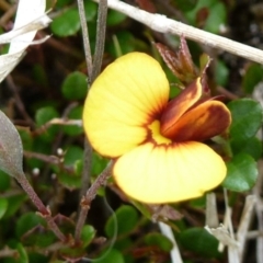 Bossiaea buxifolia (Matted Bossiaea) at Paddys River, ACT - 2 Nov 2011 by Christine