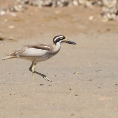 Esacus magnirostris (Beach Stone-curlew) at Merimbula, NSW - 30 Nov 2017 by Leo