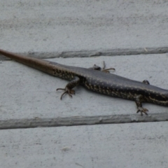 Eulamprus heatwolei (Yellow-bellied Water Skink) at Paddys River, ACT - 2 Nov 2011 by Christine