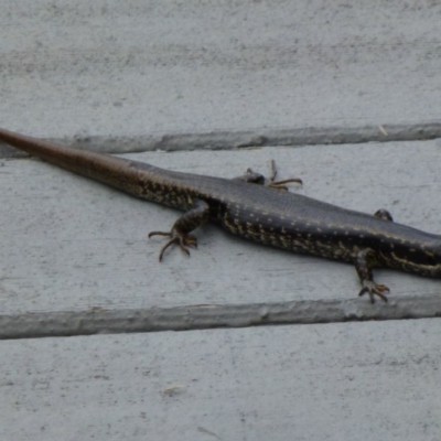 Eulamprus heatwolei (Yellow-bellied Water Skink) at Paddys River, ACT - 1 Nov 2011 by Christine