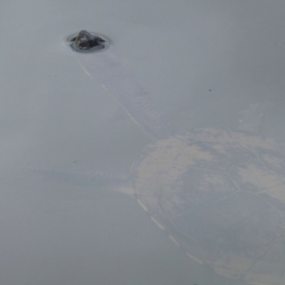 Chelodina longicollis (Eastern Long-necked Turtle) at Paddys River, ACT - 2 Nov 2011 by Christine