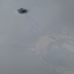 Chelodina longicollis (Eastern Long-necked Turtle) at Paddys River, ACT - 1 Nov 2011 by Christine