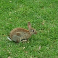 Oryctolagus cuniculus (European Rabbit) at Australian National University - 30 Nov 2017 by Mike