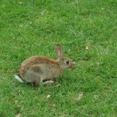 Oryctolagus cuniculus (European Rabbit) at Acton, ACT - 30 Nov 2017 by Mike