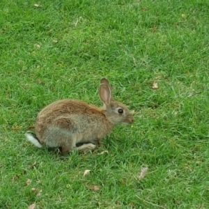 Oryctolagus cuniculus at Acton, ACT - 30 Nov 2017 02:25 PM