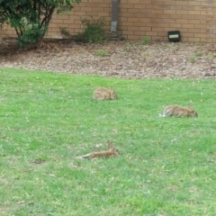 Oryctolagus cuniculus at Acton, ACT - 30 Nov 2017