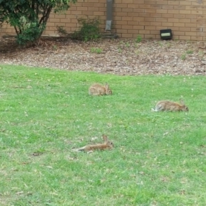 Oryctolagus cuniculus at Acton, ACT - 30 Nov 2017 02:25 PM