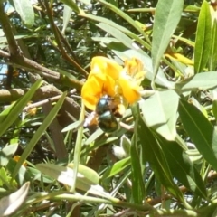 Xylocopa (Lestis) aerata (Golden-Green Carpenter Bee) at ANBG - 29 Nov 2017 by RogerF