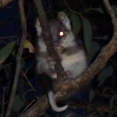 Pseudocheirus peregrinus (Common Ringtail Possum) at Point 4999 - 10 Nov 2011 by Christine