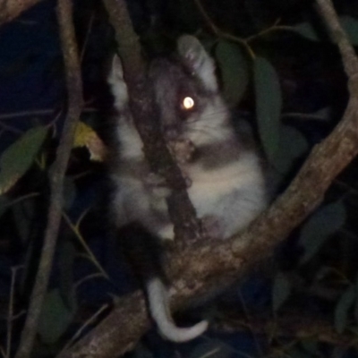 Pseudocheirus peregrinus (Common Ringtail Possum) at Black Mountain - 10 Nov 2011 by Christine