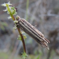 Clania lewinii (Lewin's case moth) at Conder, ACT - 4 Nov 2017 by michaelb