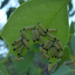 Paropsisterna cloelia (Eucalyptus variegated beetle) at Flynn, ACT - 10 Nov 2011 by Christine