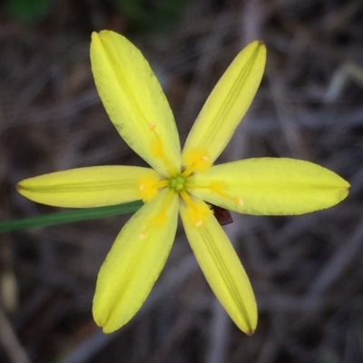 Tricoryne elatior (Yellow Rush Lily) at Wandiyali-Environa Conservation Area - 30 Nov 2017 by Wandiyali