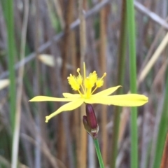 Tricoryne elatior at Googong, NSW - 30 Nov 2017