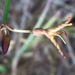 Tricoryne elatior at Googong, NSW - 30 Nov 2017