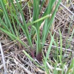 Tricoryne elatior at Googong, NSW - 30 Nov 2017