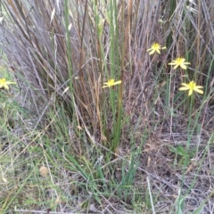 Tricoryne elatior at Googong, NSW - 30 Nov 2017