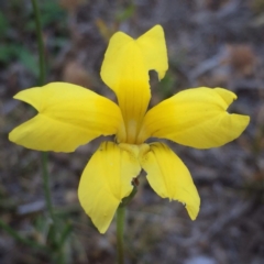 Goodenia pinnatifida (Scrambled Eggs) at Googong, NSW - 30 Nov 2017 by Wandiyali