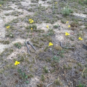 Goodenia pinnatifida at Googong, NSW - 30 Nov 2017 02:15 PM