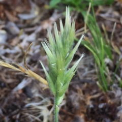 Enneapogon nigricans (Nine-awn Grass, Bottlewashers) at Googong, NSW - 30 Nov 2017 by Wandiyali