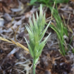 Enneapogon nigricans at Googong, NSW - 30 Nov 2017 02:31 PM