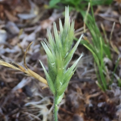 Enneapogon nigricans (Nine-awn Grass, Bottlewashers) at Googong, NSW - 30 Nov 2017 by Wandiyali