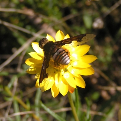 Bombyliidae (family) (Unidentified Bee fly) at Kambah, ACT - 30 Nov 2017 by MatthewFrawley