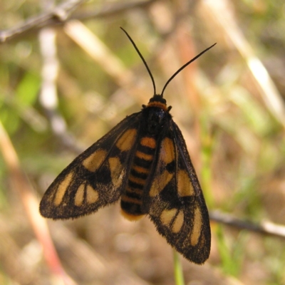 Amata (genus) (Handmaiden Moth) at Kambah, ACT - 30 Nov 2017 by MatthewFrawley