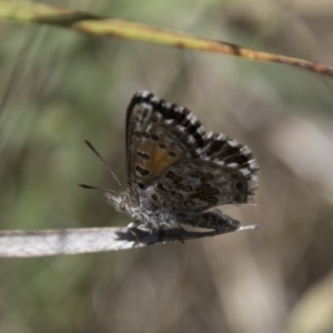 Lucia limbaria at Hawker, ACT - 20 Nov 2017 09:59 AM