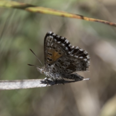 Lucia limbaria (Chequered Copper) at Hawker, ACT - 19 Nov 2017 by Alison Milton