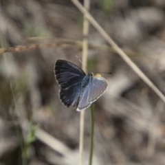 Zizina otis (Common Grass-Blue) at Hawker, ACT - 20 Nov 2017 by AlisonMilton