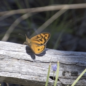 Heteronympha merope at Hawker, ACT - 20 Nov 2017