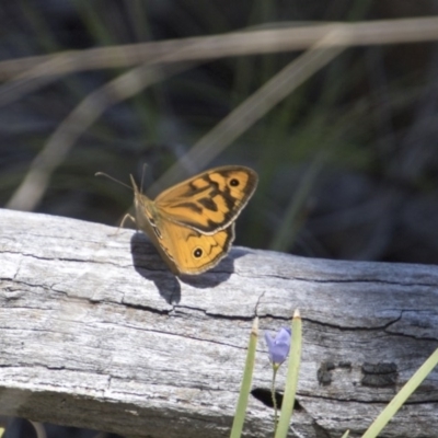 Heteronympha merope (Common Brown Butterfly) at Hawker, ACT - 20 Nov 2017 by AlisonMilton