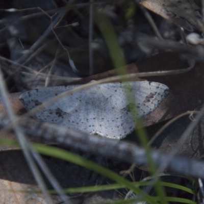 Taxeotis intextata (Looper Moth, Grey Taxeotis) at Hawker, ACT - 20 Nov 2017 by AlisonMilton